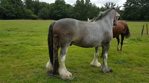 xvideo horse|Horse Porn Videos .
